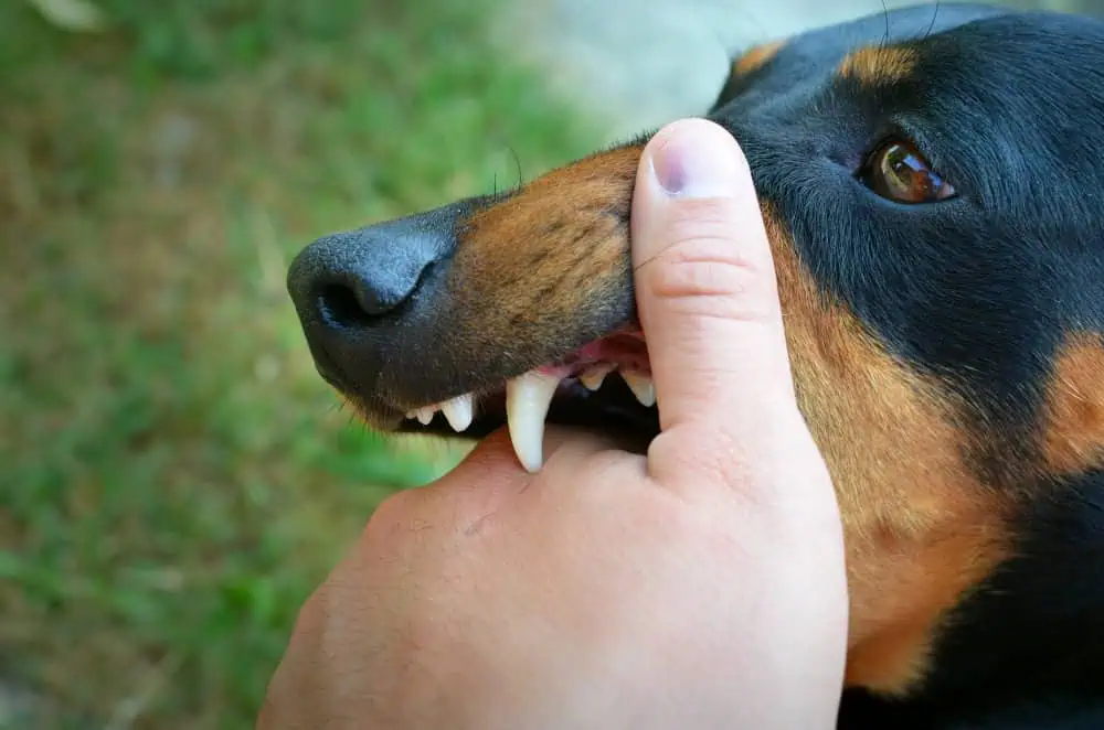 Professional legal representation for dog bite